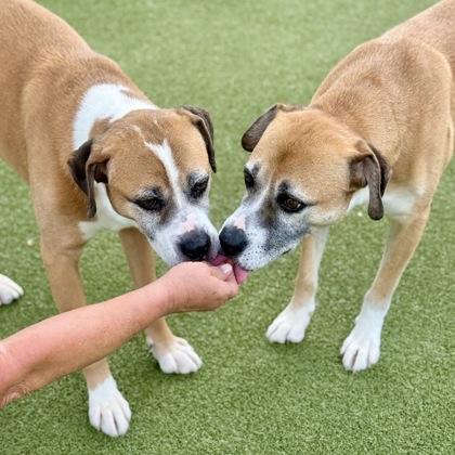 Donnatello, Adoptable, Adult Male Mixed Breed & Mixed Breed.
