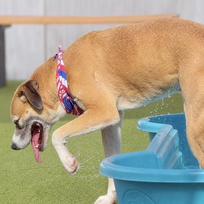 Donnatello, a Adoptable mixed breed in Largo, FL image 2/3