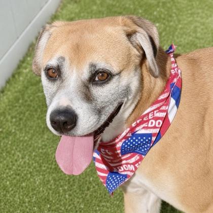 Donnatello, a Adoptable mixed breed in Largo, FL image 3/3