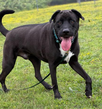 179238 Bolt (Off Site Foster)