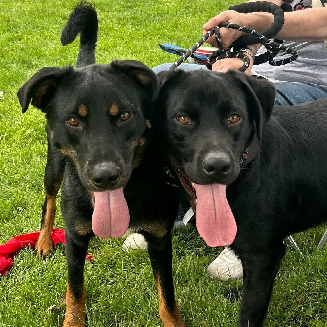 Enlarge Sarge & Wilson, a ADOPTABLE Mixed Breed in Belleville, IL image 1/1