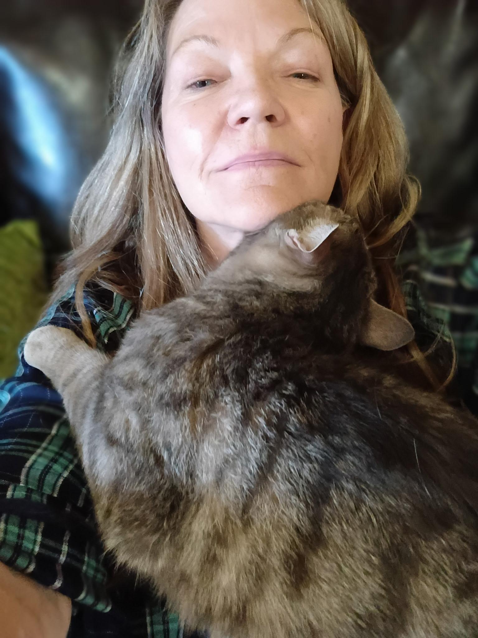 Enlarge LORD BENTLEY - Courtesy Listing, a ADOPTABLE Domestic Short Hair in Prescott, AZ image 5/6