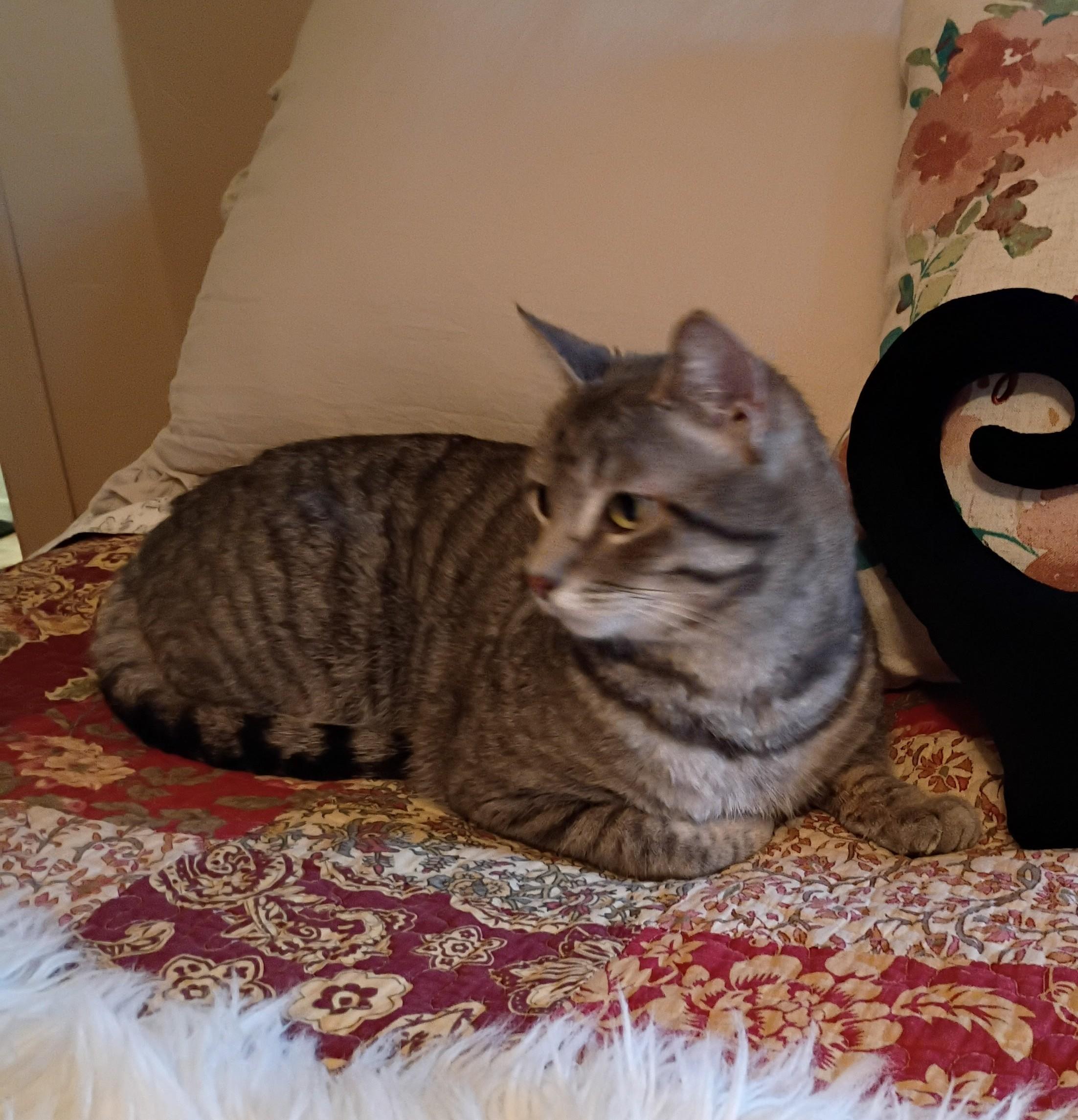 Enlarge LORD BENTLEY - Courtesy Listing, a ADOPTABLE Domestic Short Hair in Prescott, AZ image 3/6