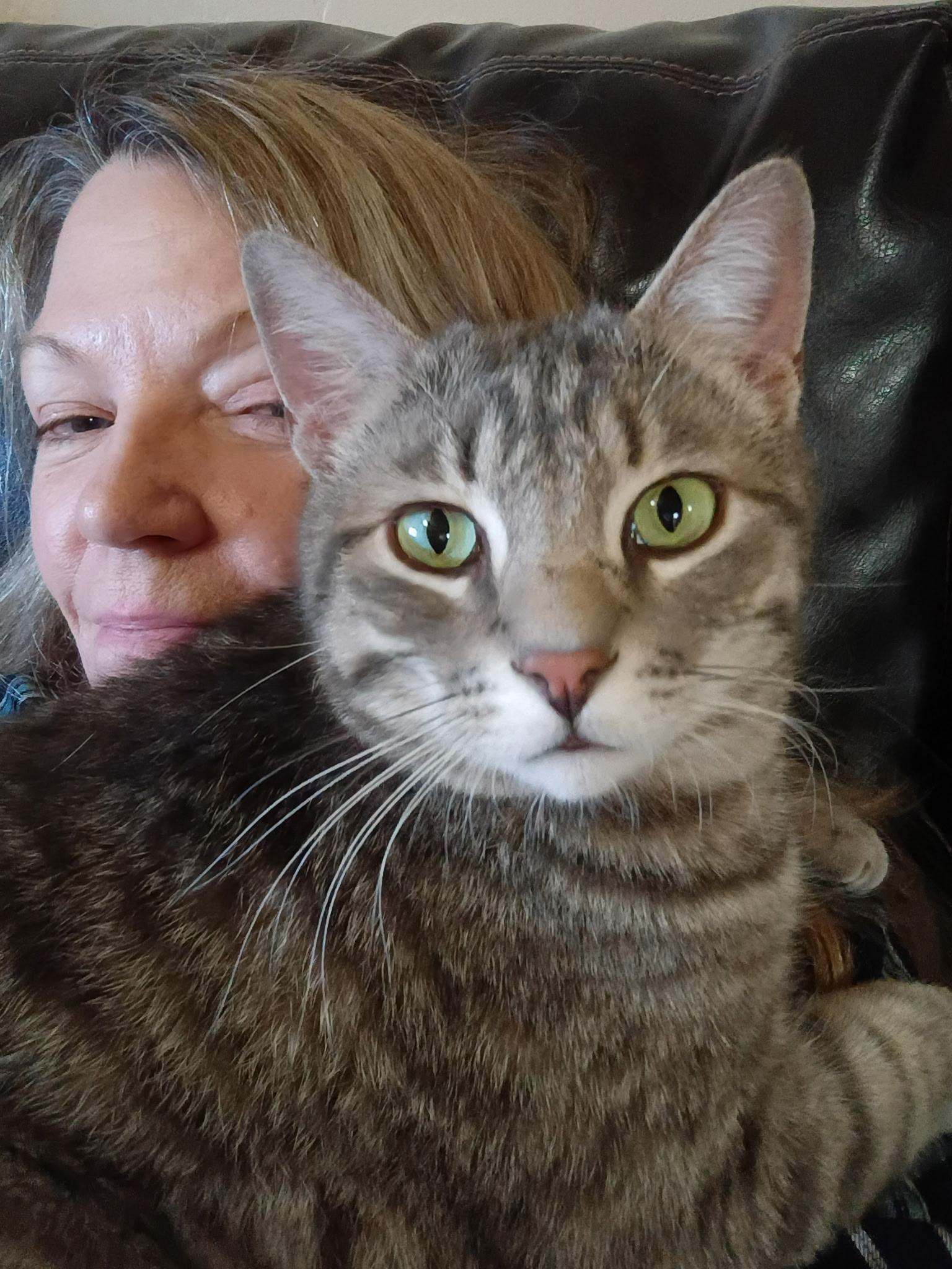 Enlarge LORD BENTLEY - Courtesy Listing, a ADOPTABLE Domestic Short Hair in Prescott, AZ image 4/6