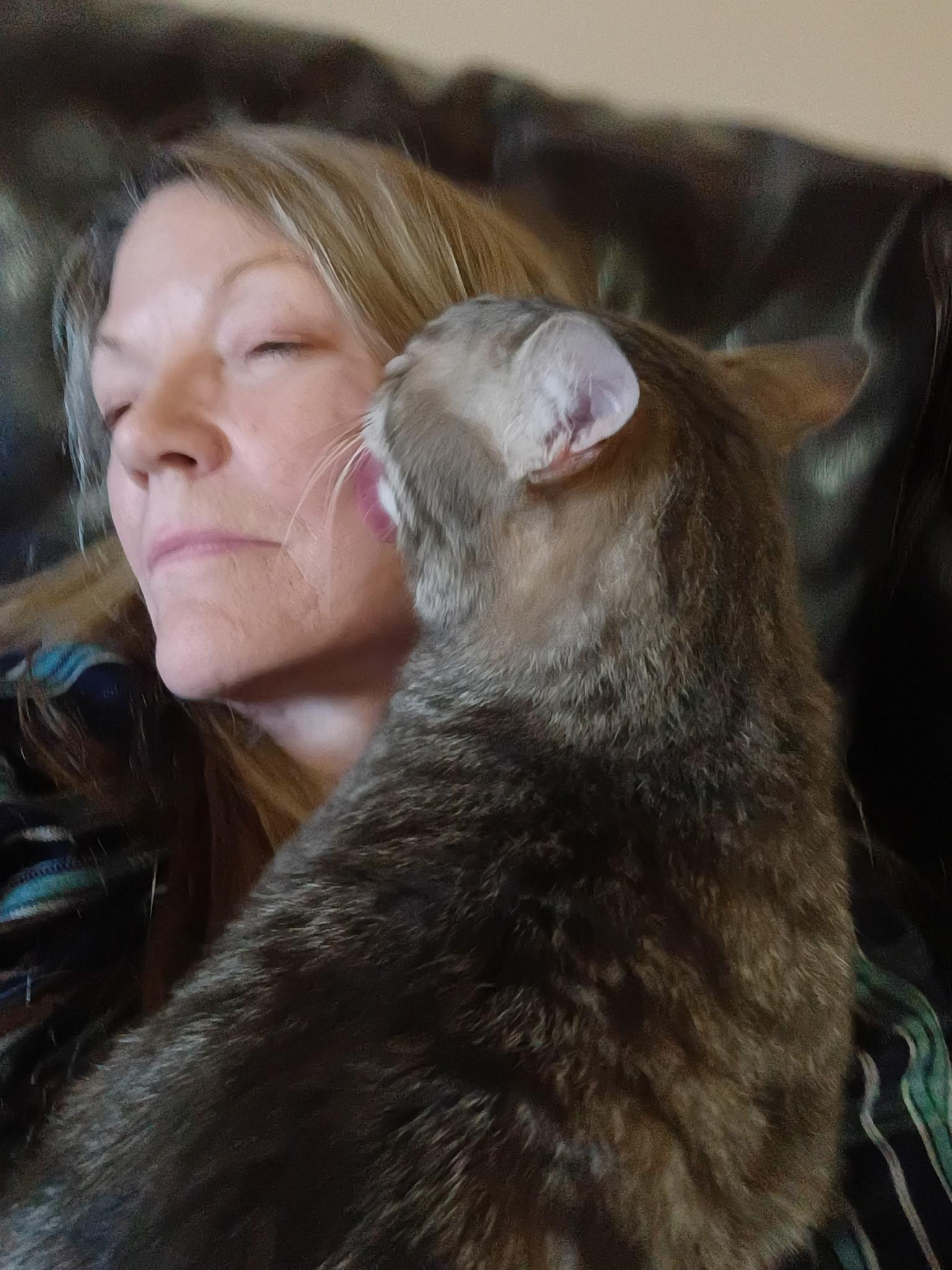 Enlarge LORD BENTLEY - Courtesy Listing, a ADOPTABLE Domestic Short Hair in Prescott, AZ image 6/6