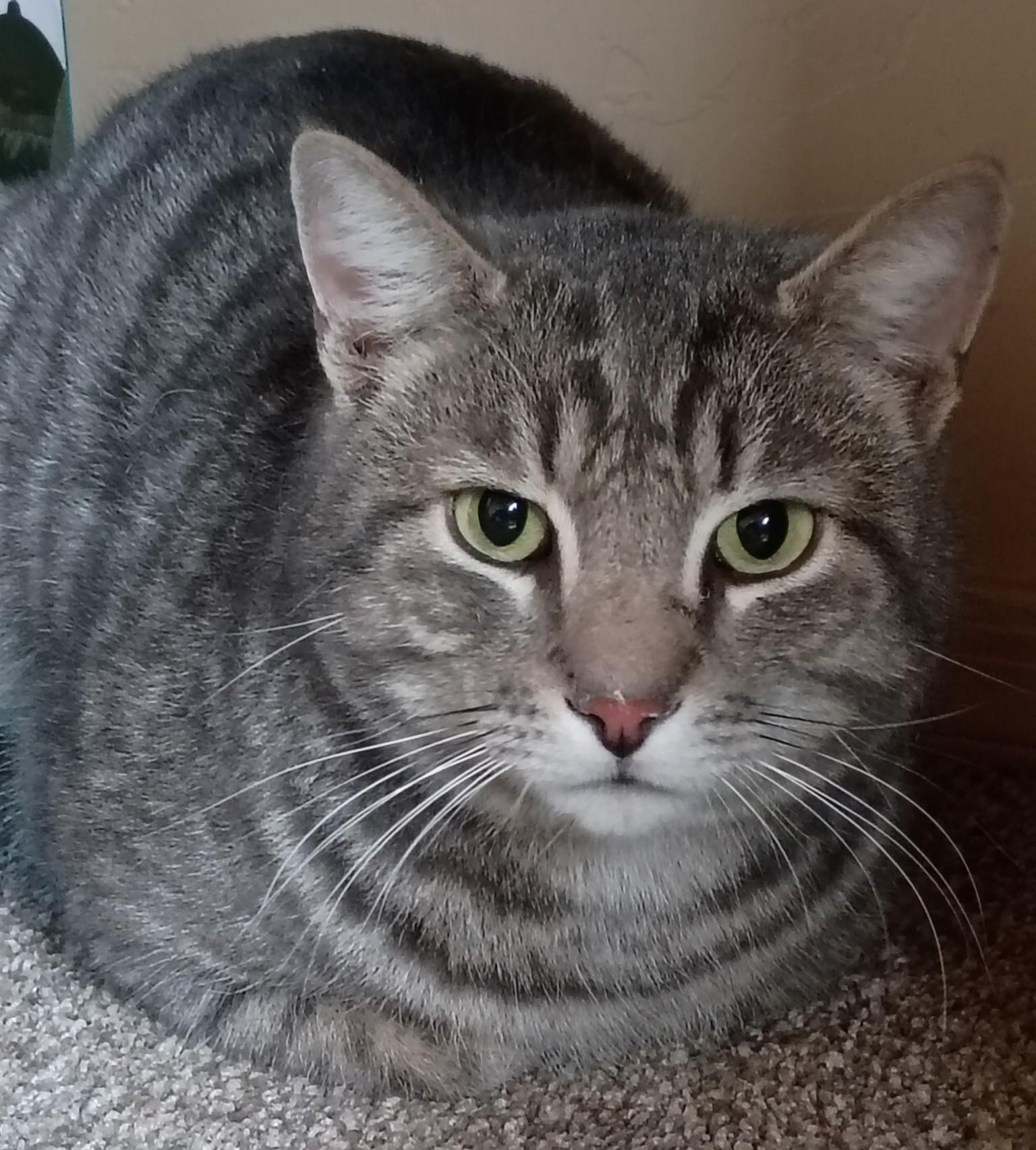 LORD BENTLEY - Courtesy Listing, ADOPTABLE, Adult Male Domestic Short Hair.