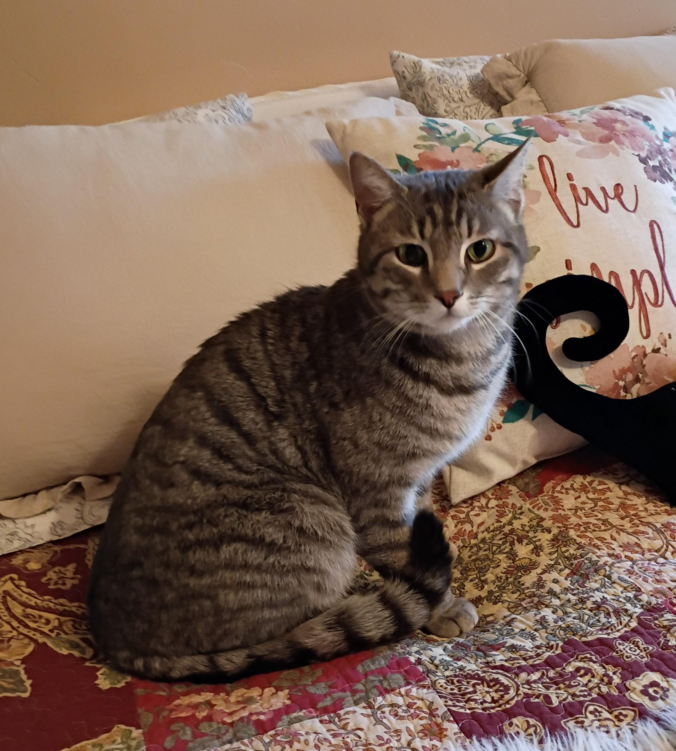 LORD BENTLEY - Courtesy Listing, ADOPTABLE, Adult Male Domestic Short Hair.