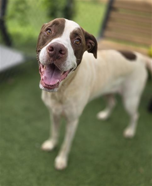 Enlarge PRINCE, a Adoptable Mixed Breed in Columbia, SC image 1/1