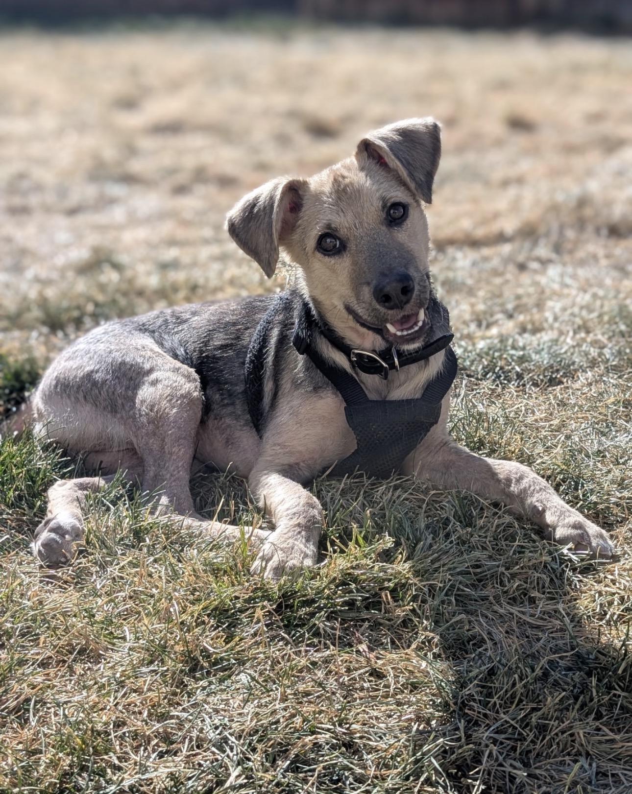 Vera, a Adoptable mixed breed in Parker, CO image 1/2