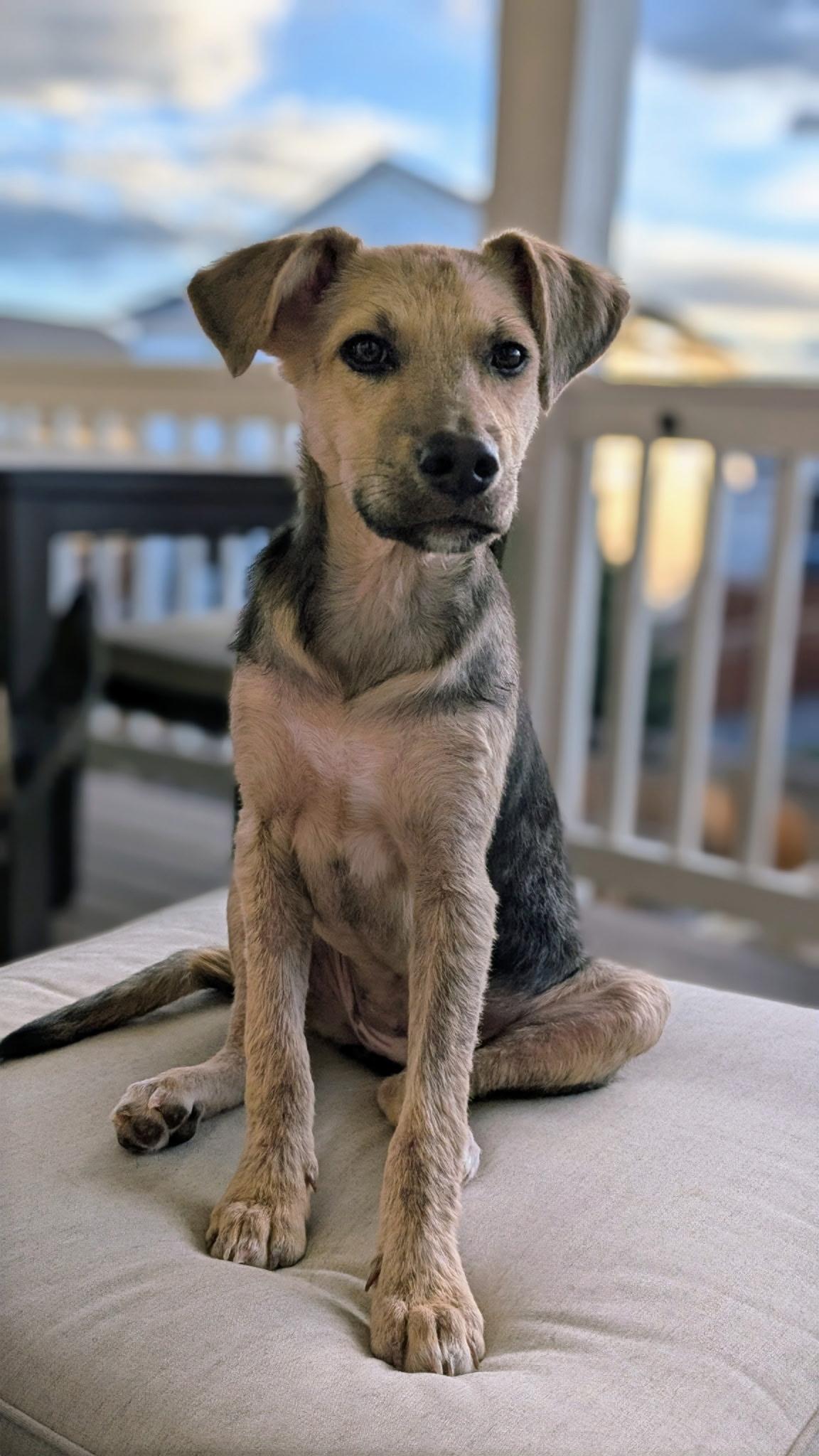 Vera, a Adoptable mixed breed in Parker, CO image 2/2