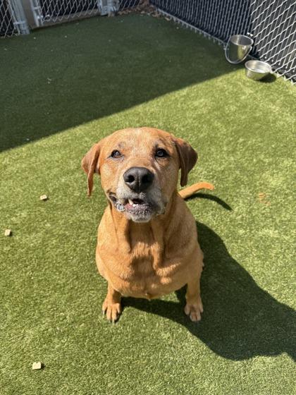 Abby, Adoptable, Adult Female Mixed Breed & Mixed Breed.