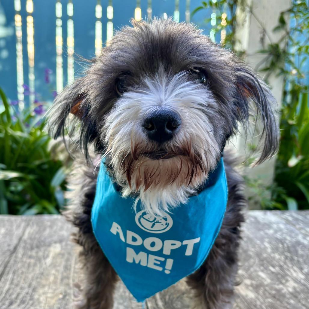 Walrus, a Adoptable Terrier in Pacific Grove, CA image 1/6