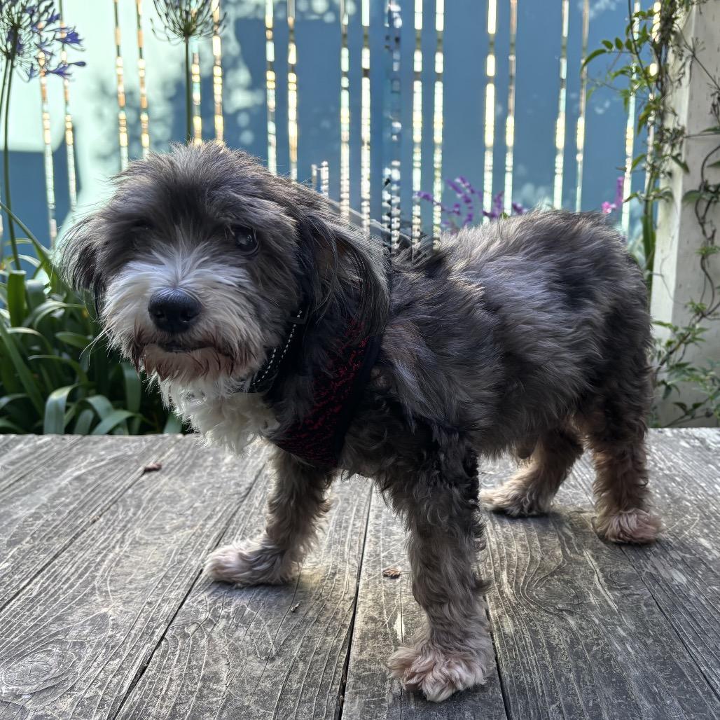 Walrus, a Adoptable Terrier in Pacific Grove, CA image 2/6