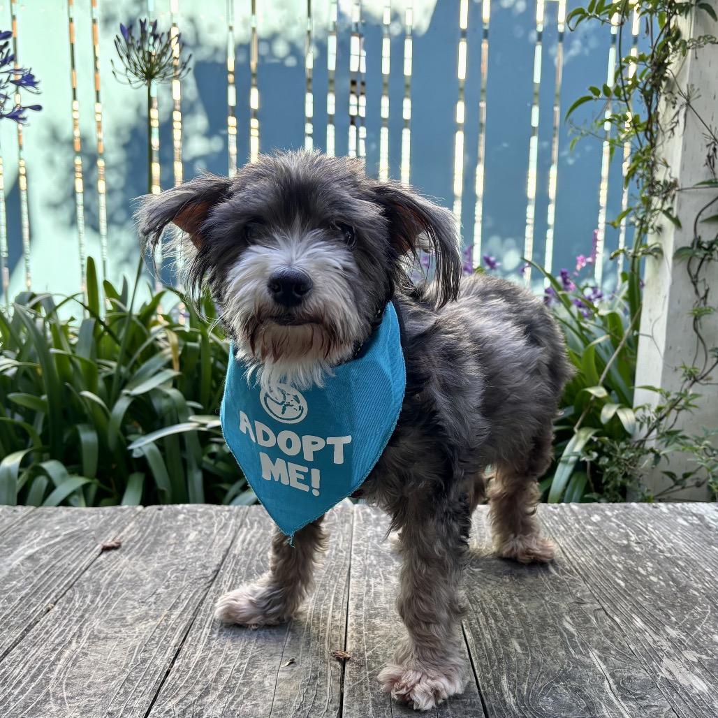 Walrus, a Adoptable Terrier in Pacific Grove, CA image 3/6
