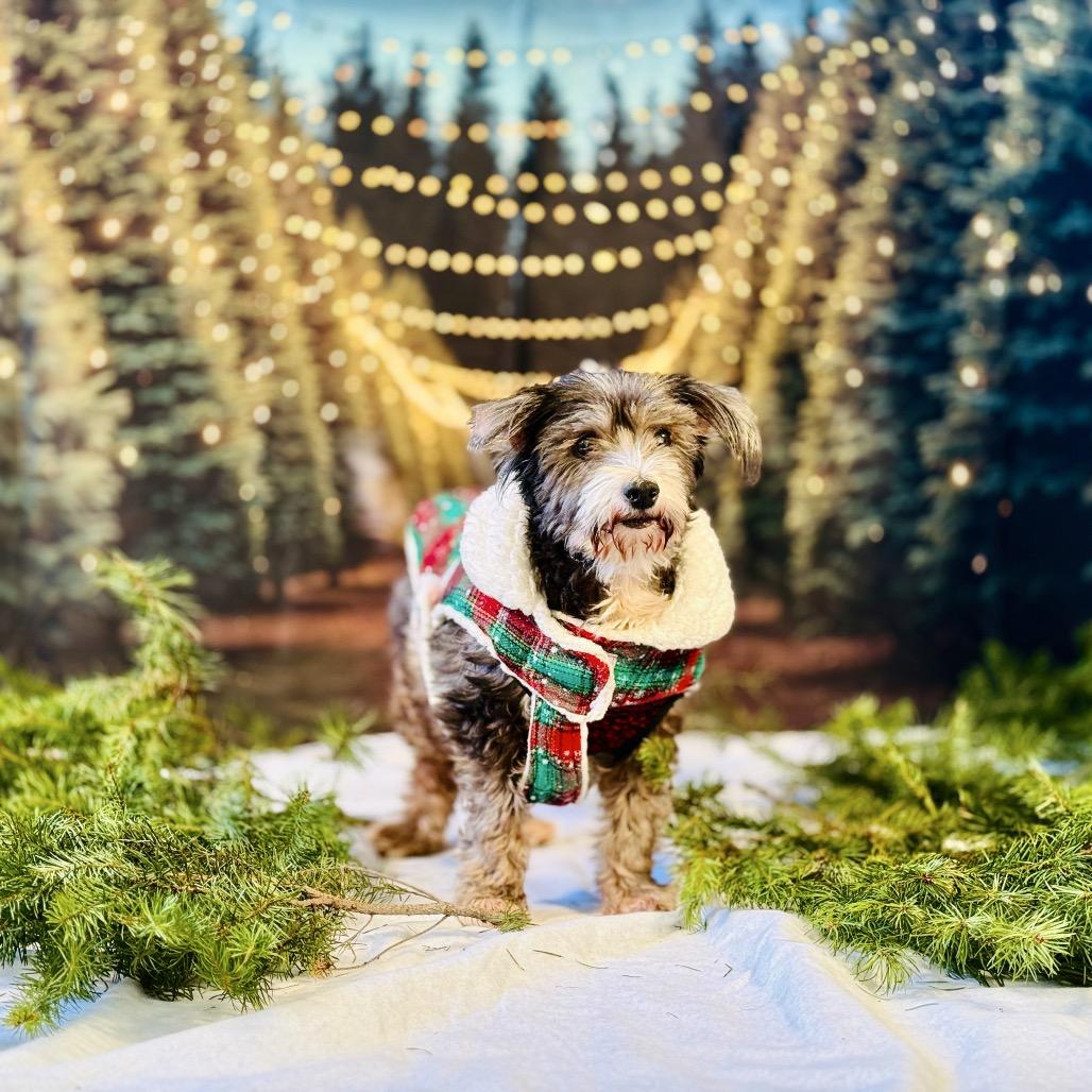 Walrus — thumbnail 5