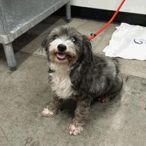 Walrus, a Adoptable Terrier in Pacific Grove, CA image 6/6