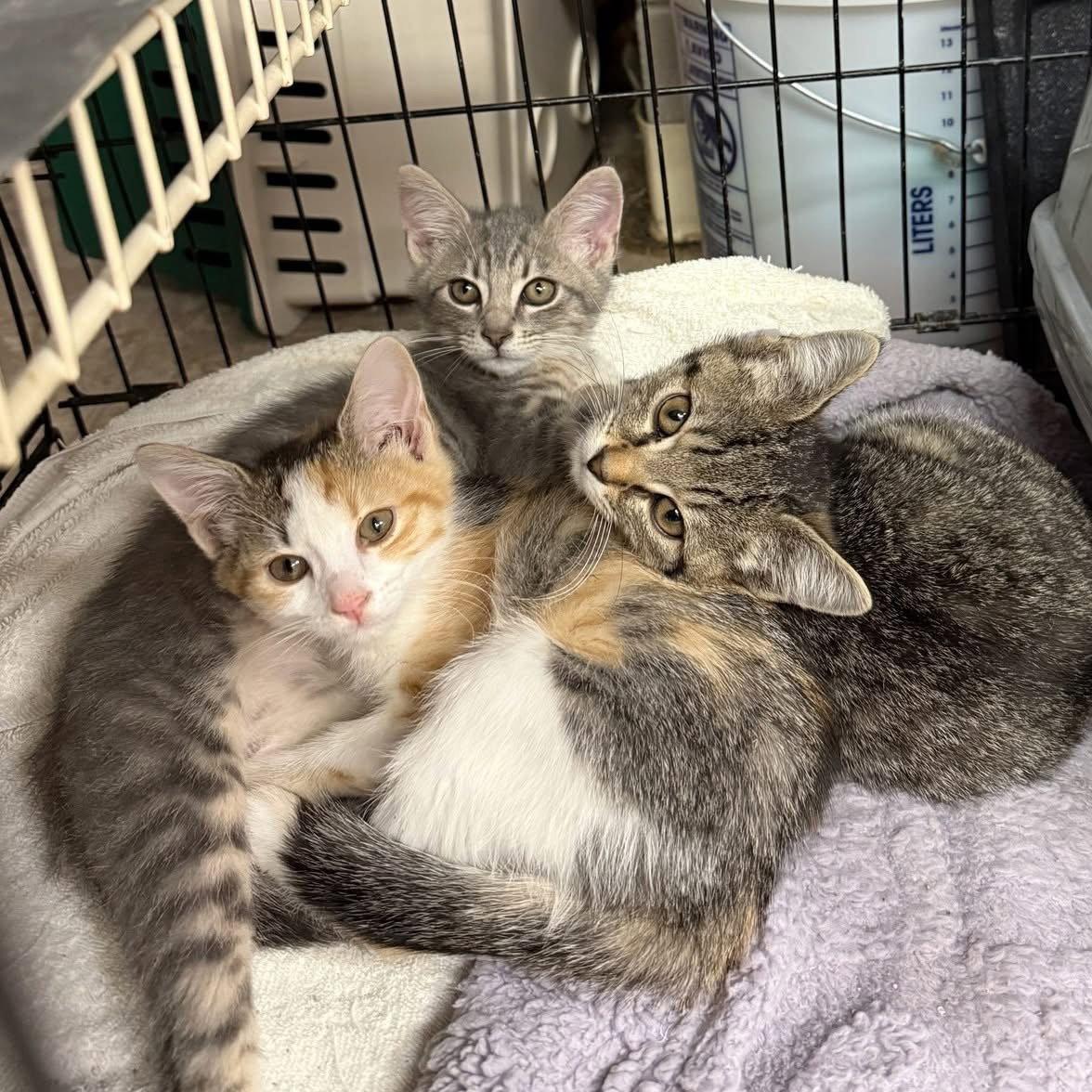 Enlarge CAT - Dunkin, a Adopted Domestic Short Hair in GILBERTS, IL image 1/3