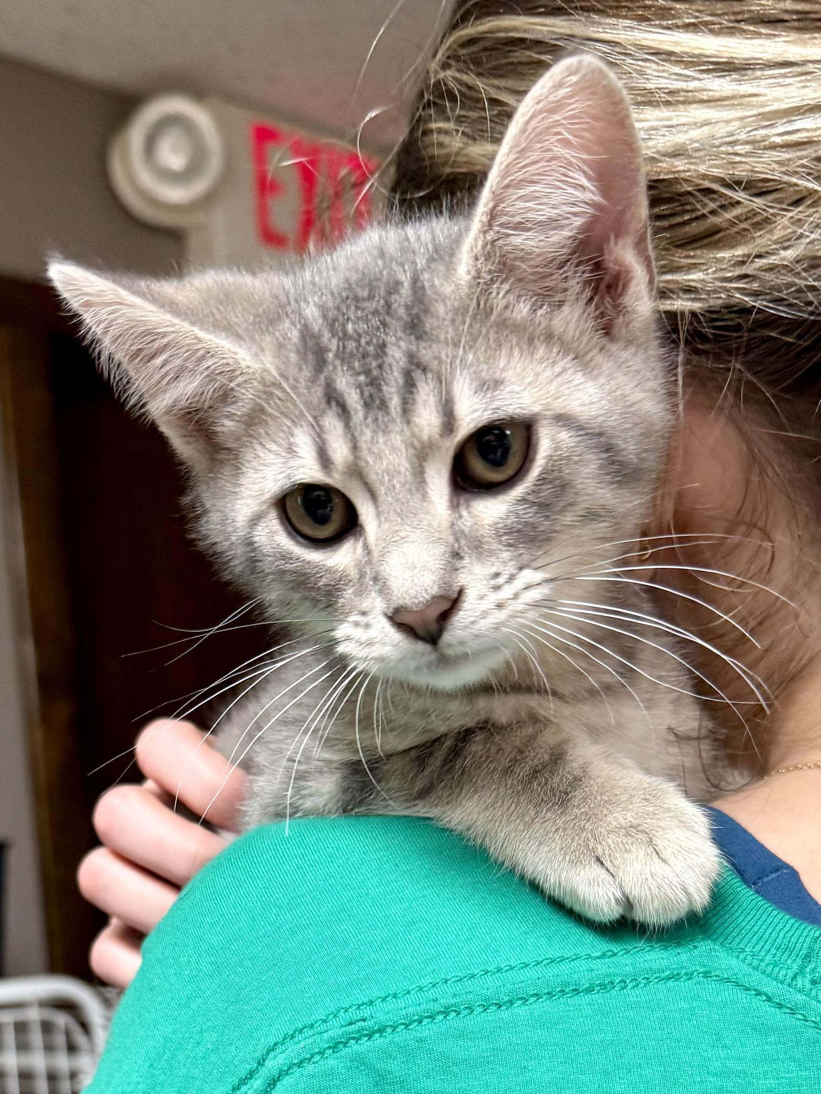 Enlarge CAT - Dunkin, a Adopted Domestic Short Hair in GILBERTS, IL image 2/3