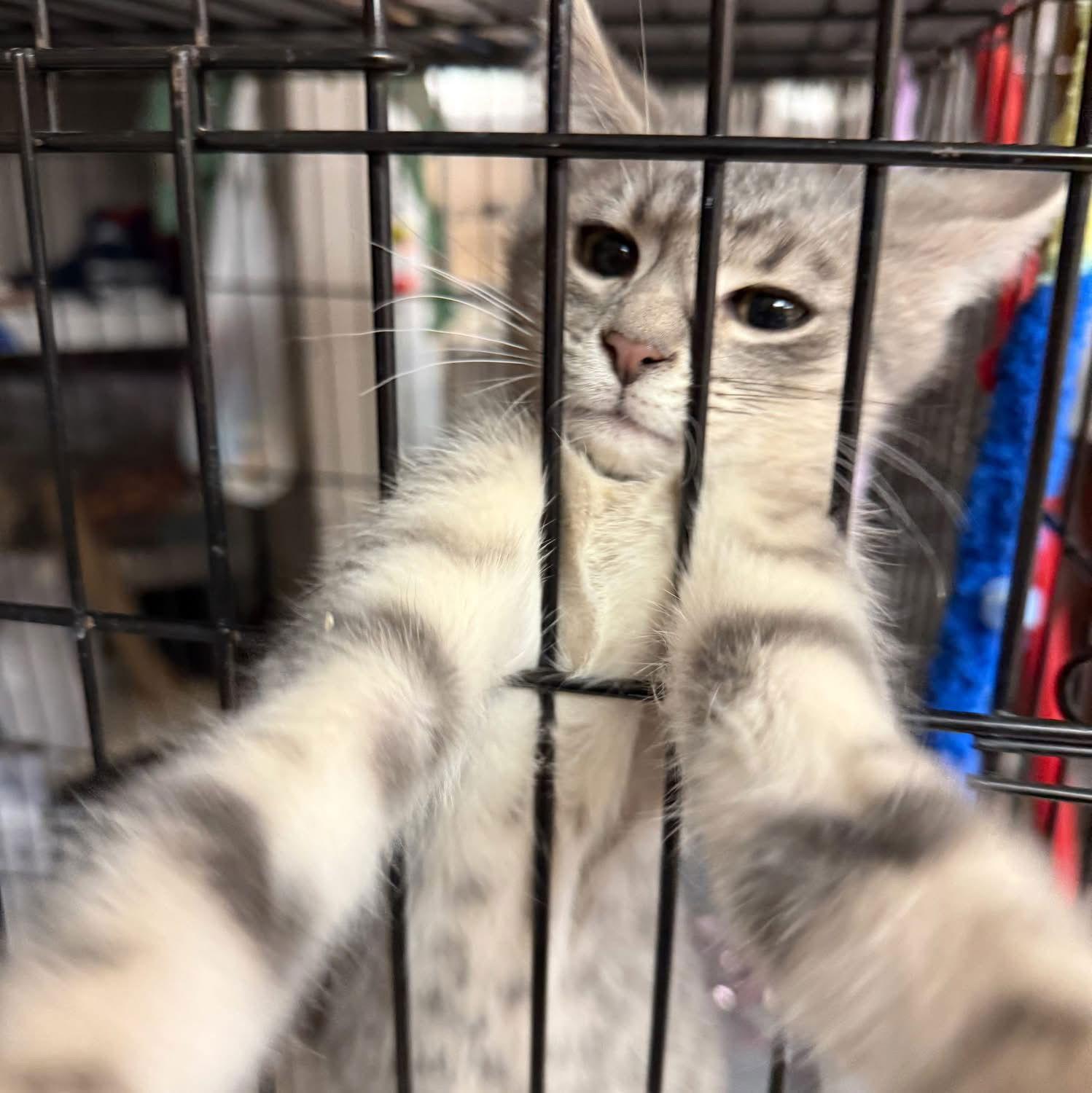Enlarge CAT - Dunkin, a Adopted Domestic Short Hair in GILBERTS, IL image 3/3
