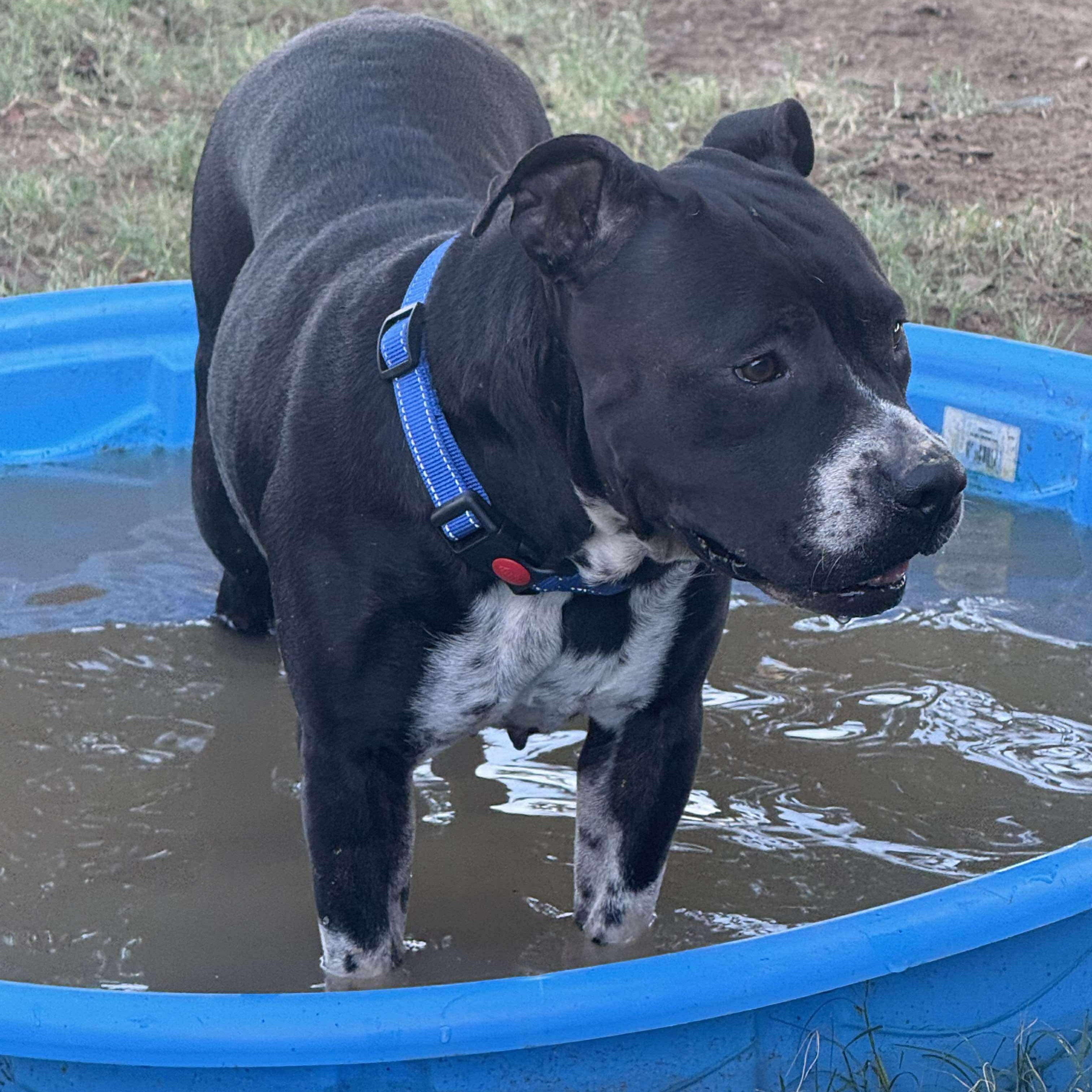 Peggy Sue, a Adoptable Pit Bull Terrier in Port Chester, NY image 4/6