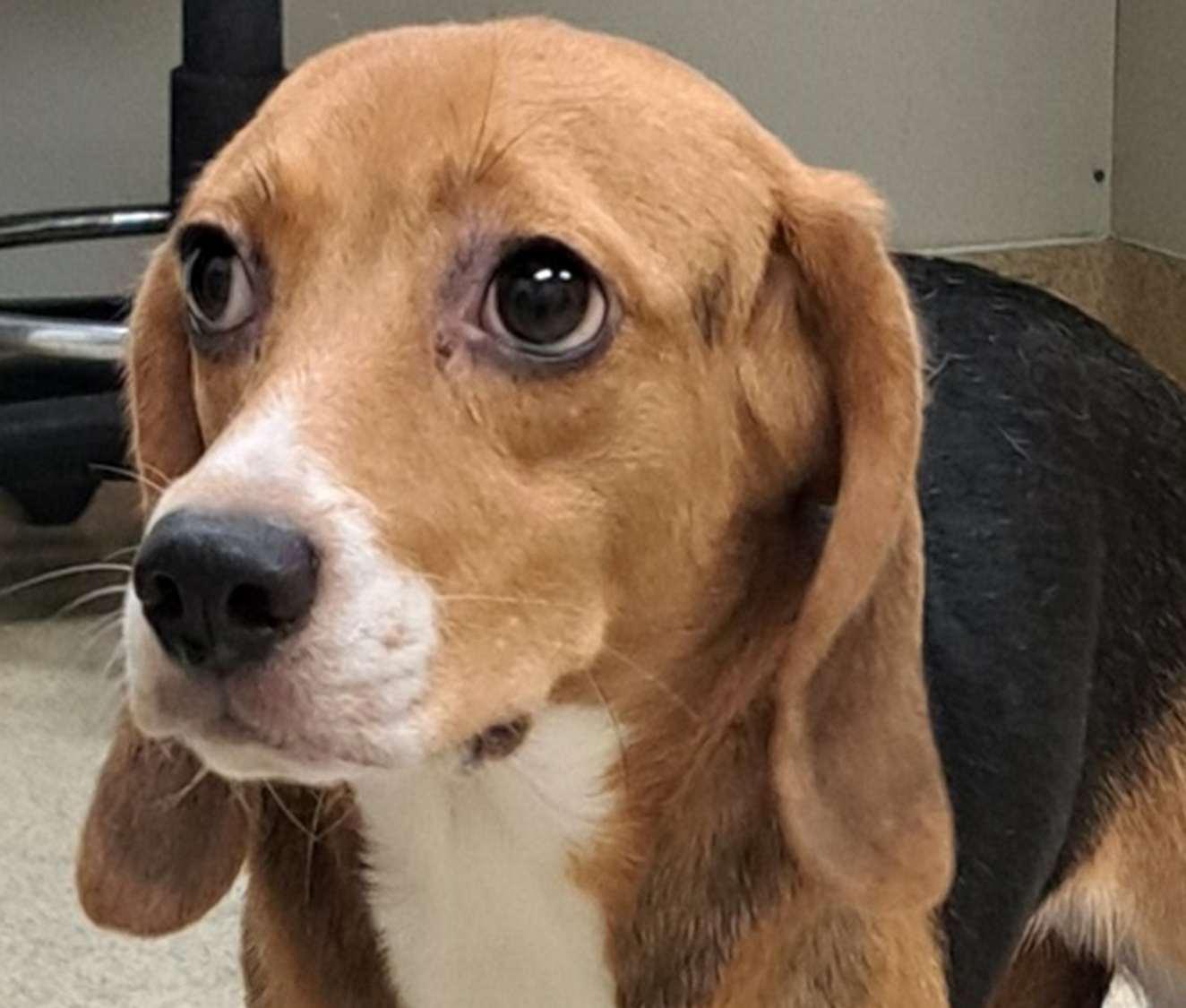 Enlarge Suzie Q, a ADOPTABLE Beagle in O'Fallon, MO image 1/1