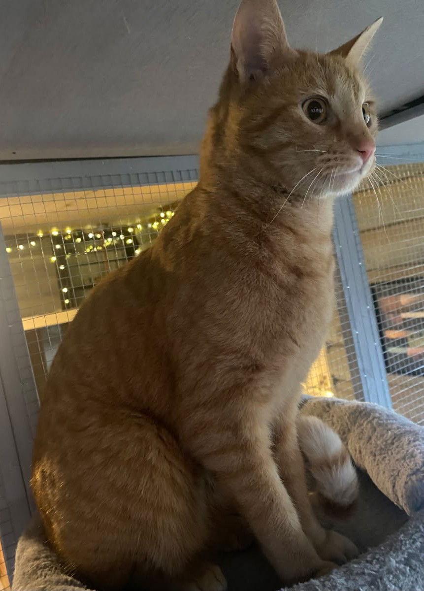 Sammy, a Adoptable Domestic Short Hair in Nashville, TN image 1/3