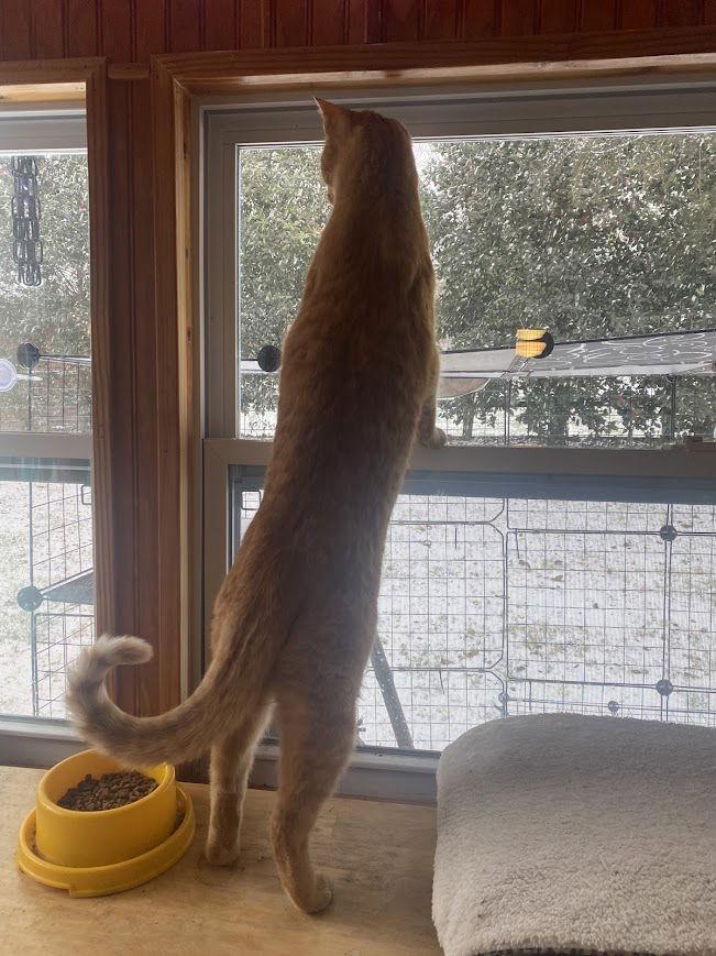 Sammy, a Adoptable Domestic Short Hair in Nashville, TN image 2/3