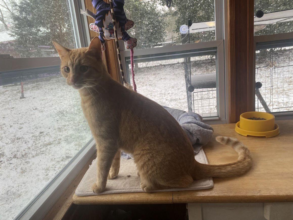 Sammy, a Adoptable Domestic Short Hair in Nashville, TN image 3/3