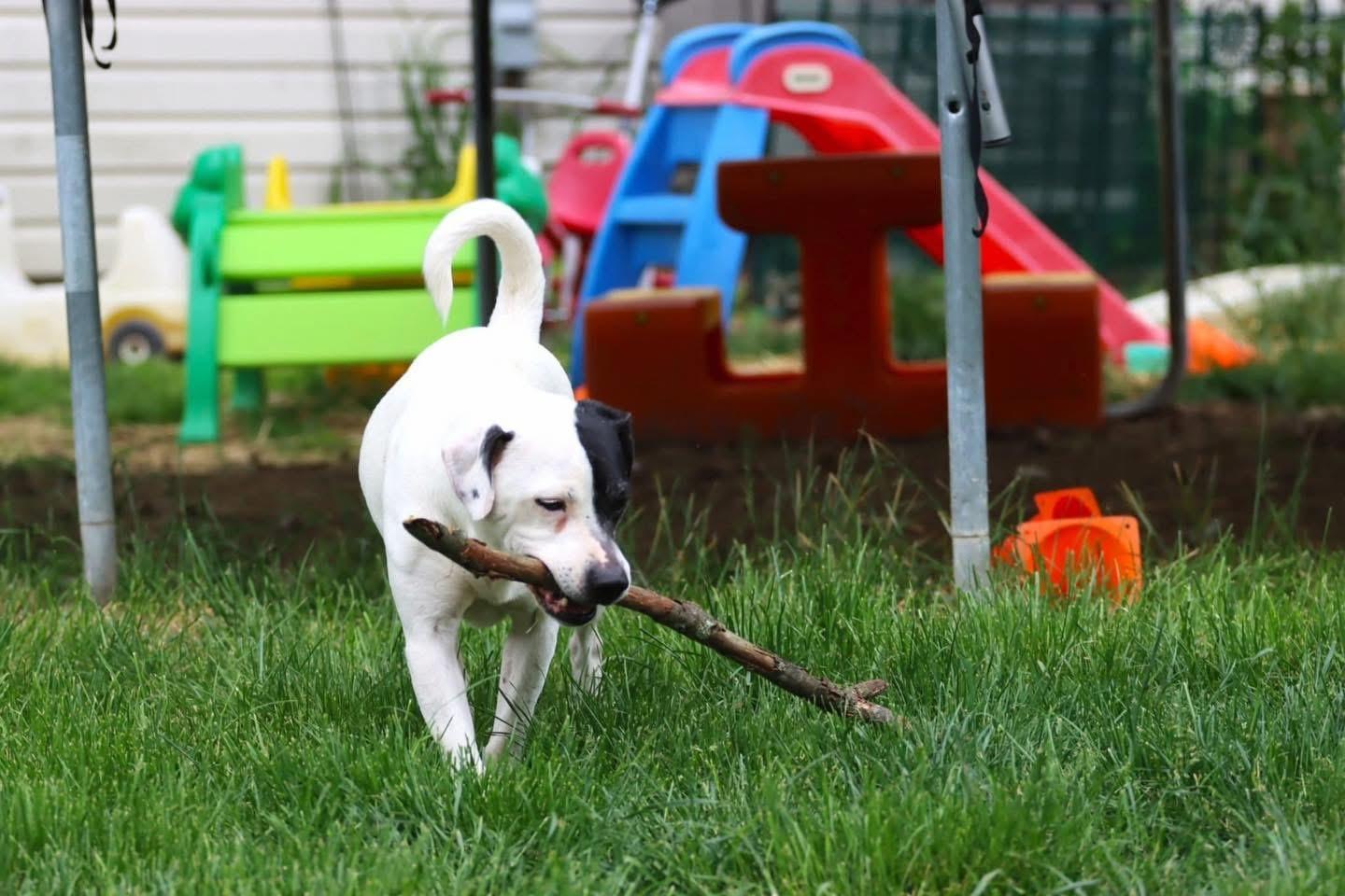 Bonn, Adoptable, Adult Female Pit Bull Terrier & Jack Russell Terrier.