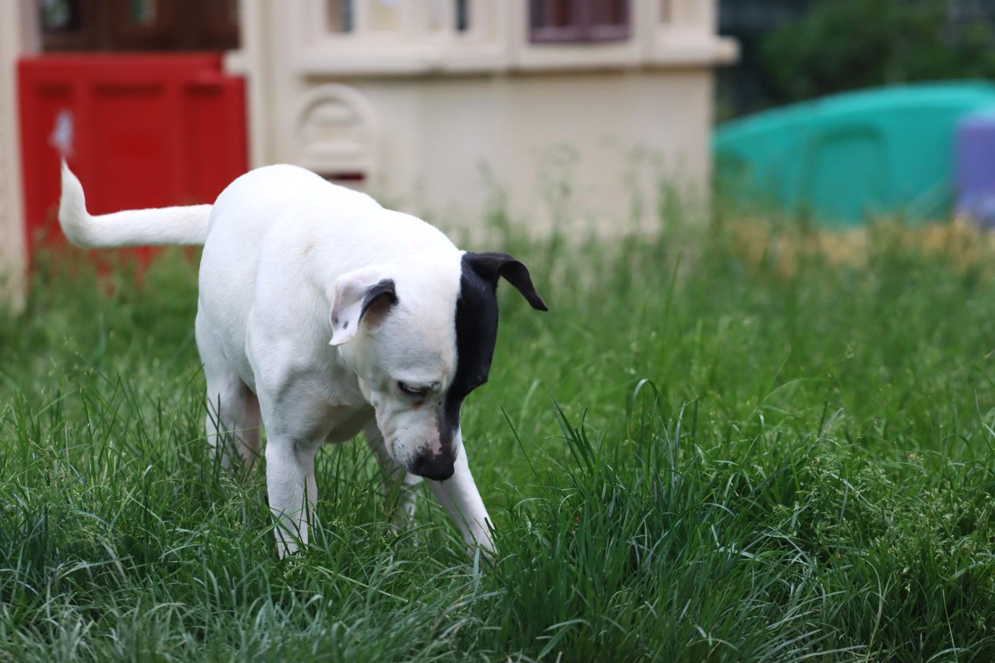 Enlarge Bonn, a Adoptable mixed breed in Bethel Park, PA image 2/6