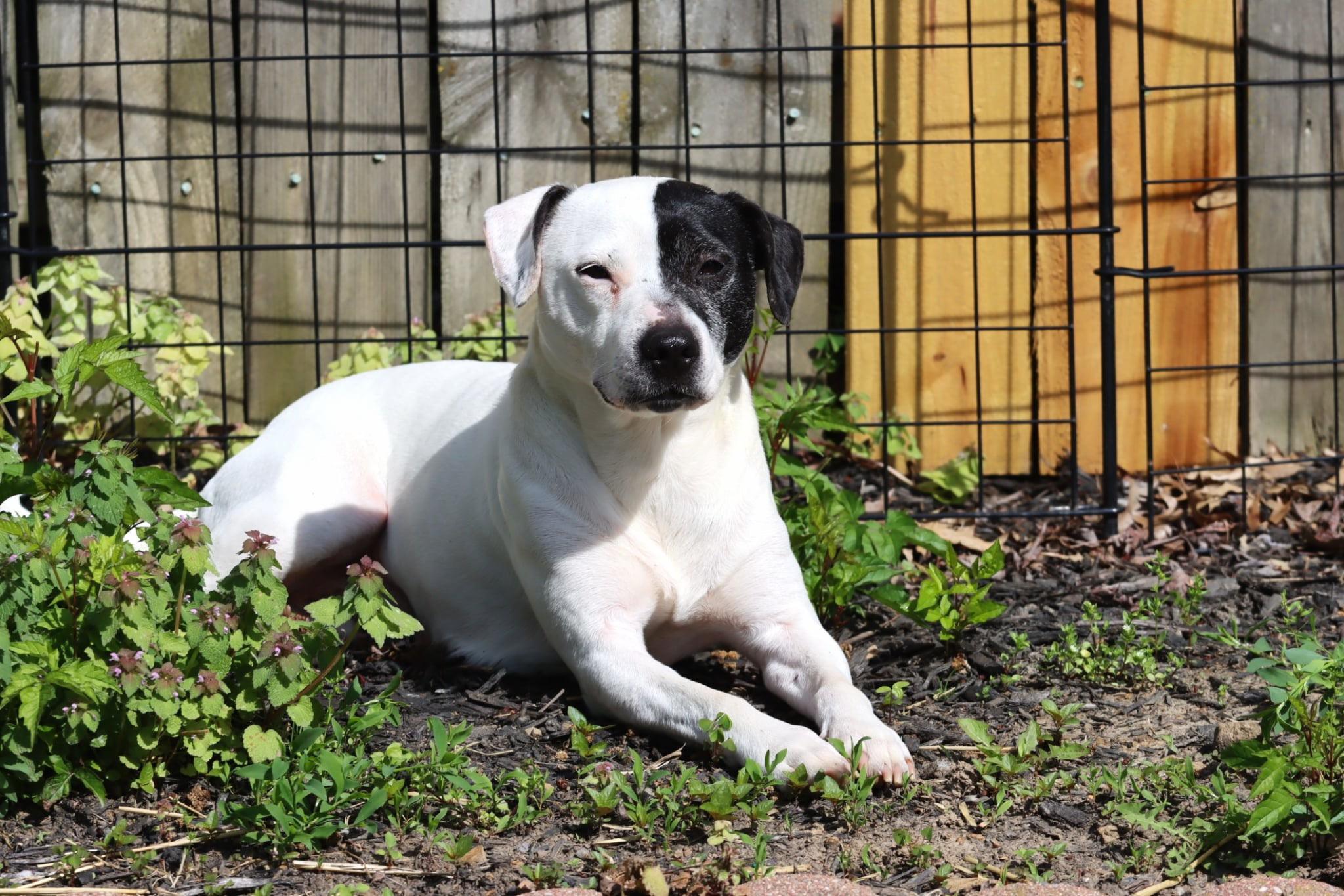 Enlarge Bonn, a Adoptable mixed breed in Bethel Park, PA image 3/6