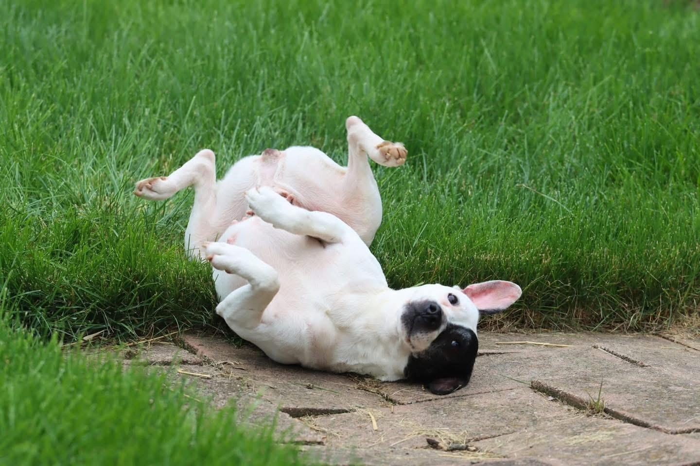 Enlarge Bonn, a Adoptable mixed breed in Bethel Park, PA image 5/6