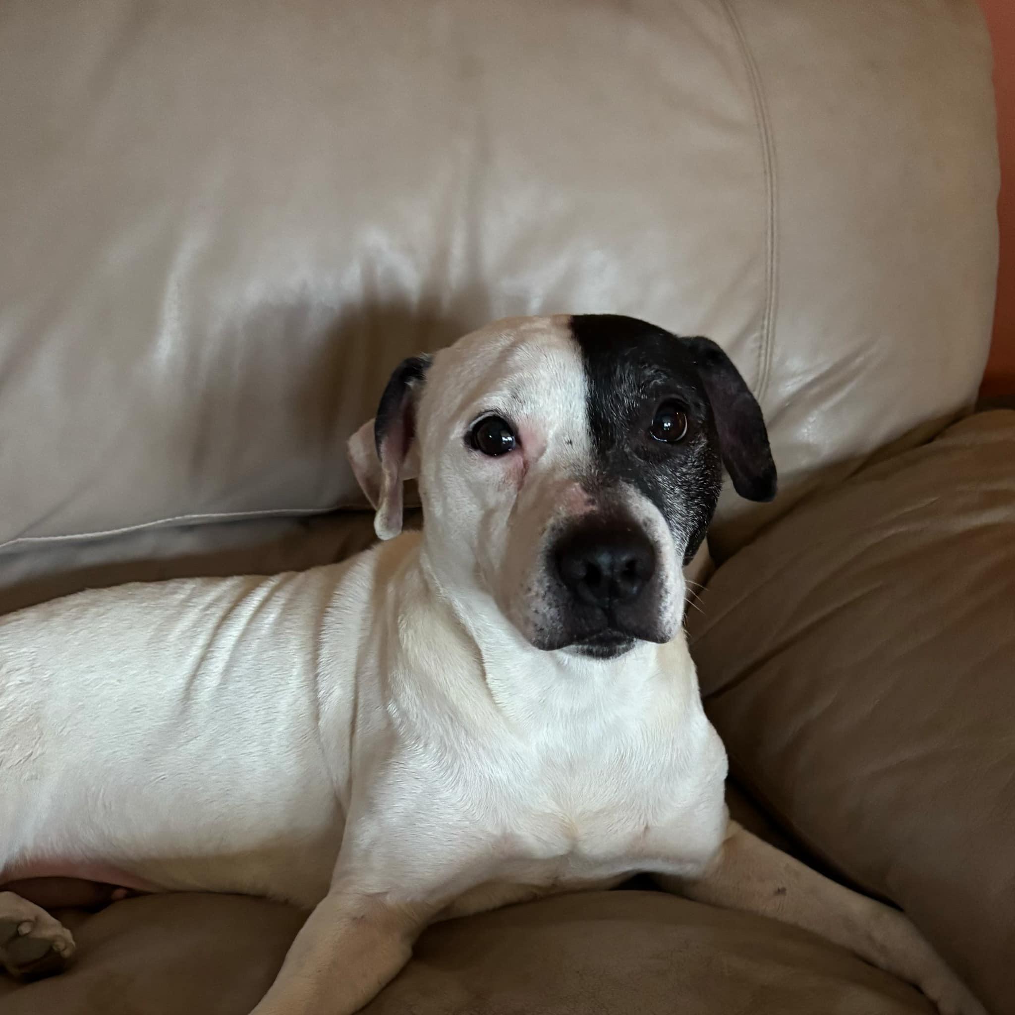 Enlarge Bonn, a Adoptable mixed breed in Bethel Park, PA image 6/6