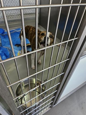 BAE, Adoptable, Adult Female Pit Bull Terrier & Mixed Breed.