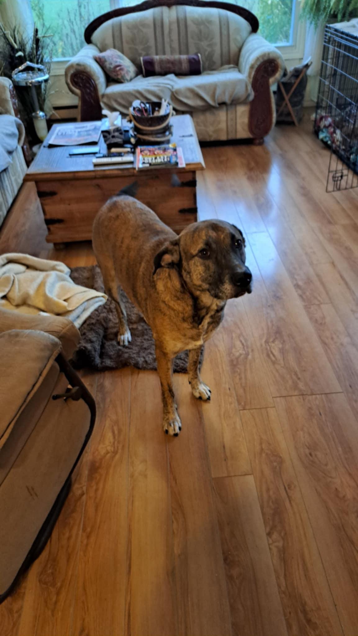 Tiger, Adoptable, Adult Male Pit Bull Terrier.