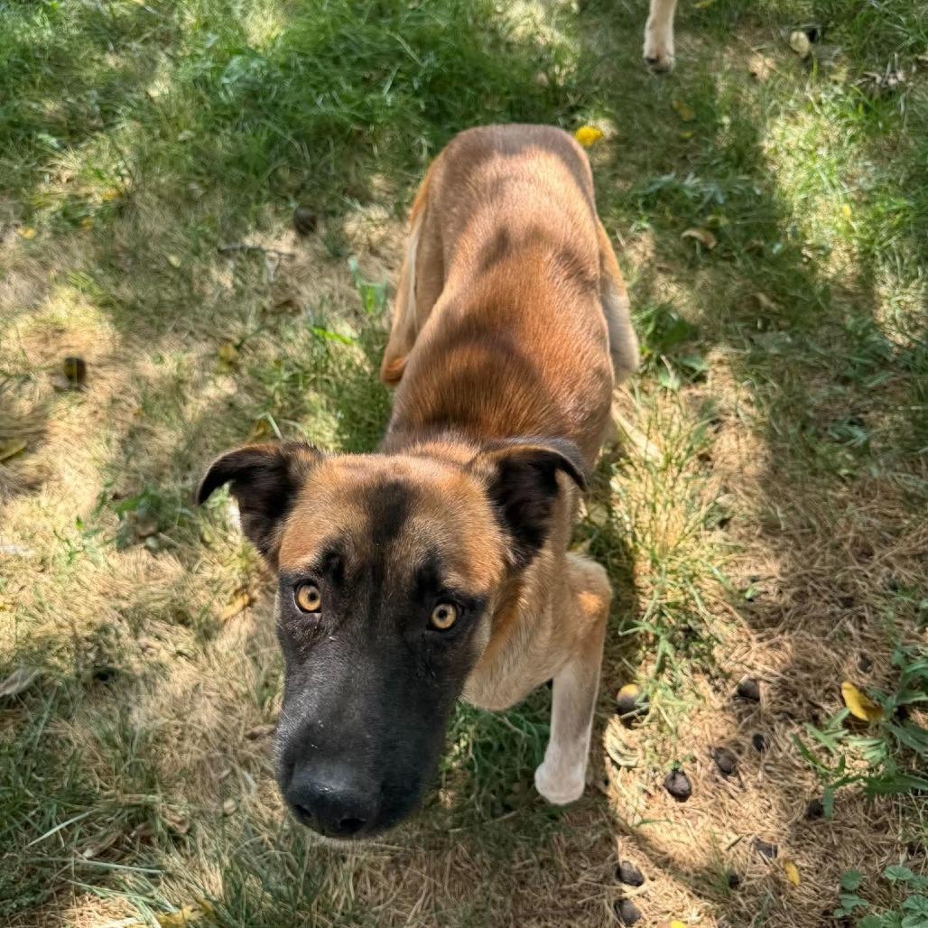 Sierra, Adoptable, Young Female Shepherd & Mixed Breed.