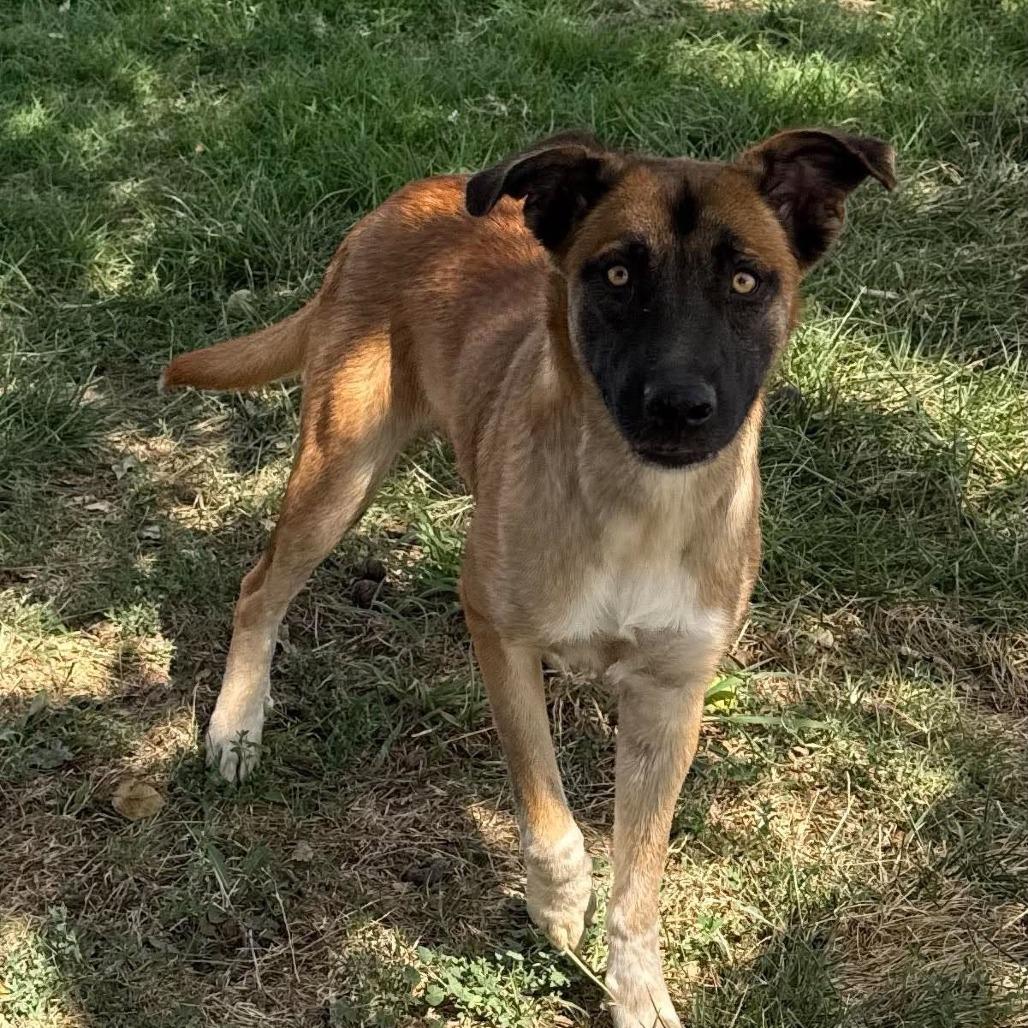Enlarge Sierra, a Adoptable mixed breed in Amarillo, TX image 2/5