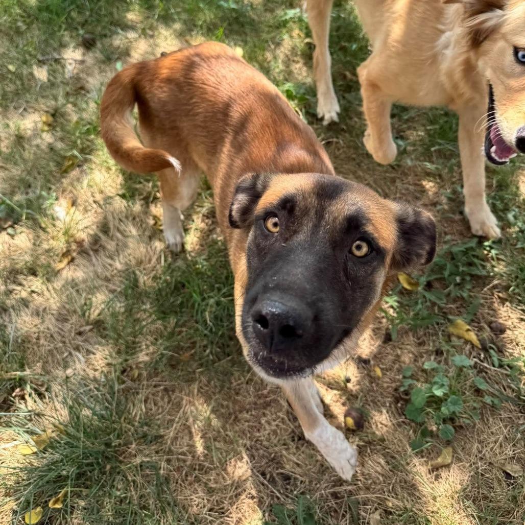 Enlarge Sierra, a Adoptable mixed breed in Amarillo, TX image 3/5