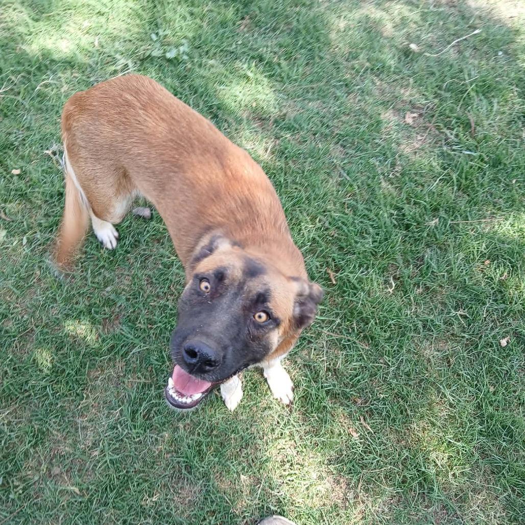 Enlarge Sierra, a Adoptable mixed breed in Amarillo, TX image 4/5