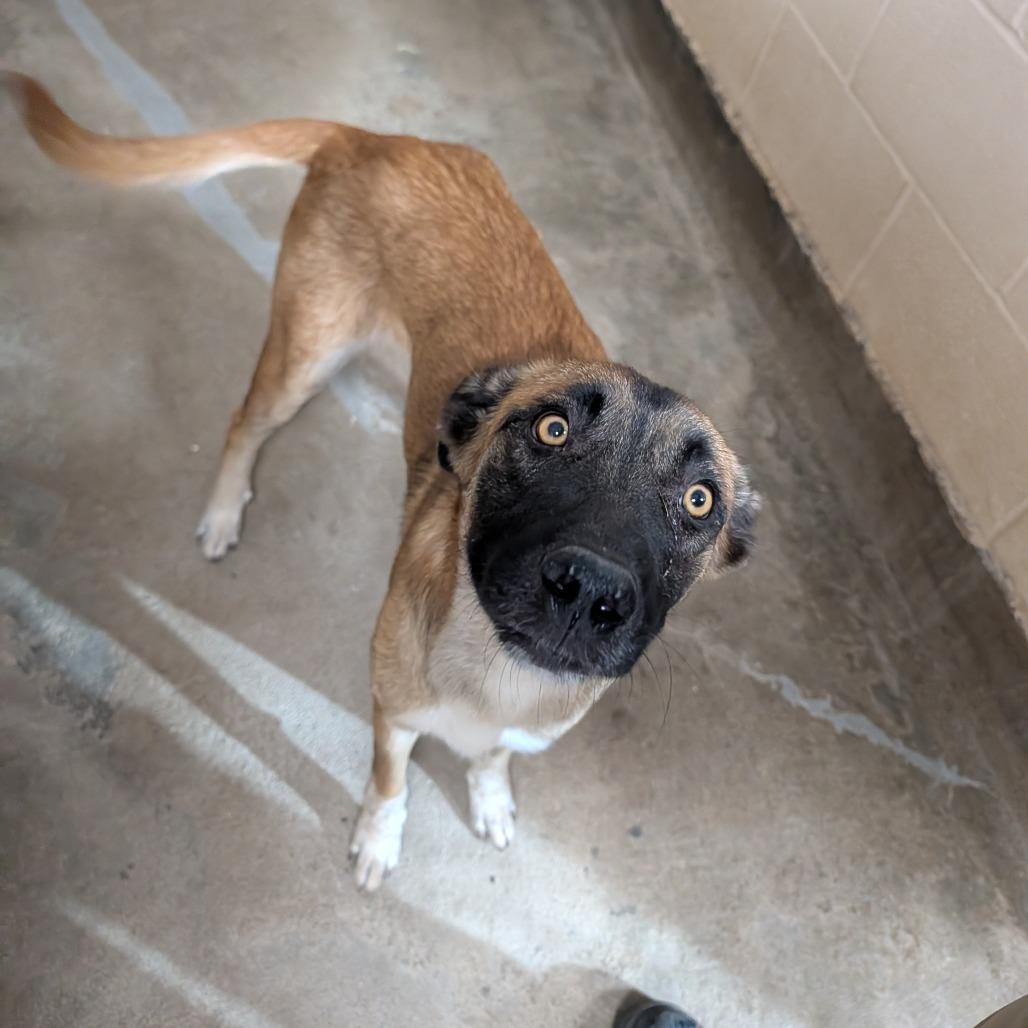 Enlarge Sierra, a Adoptable mixed breed in Amarillo, TX image 5/5