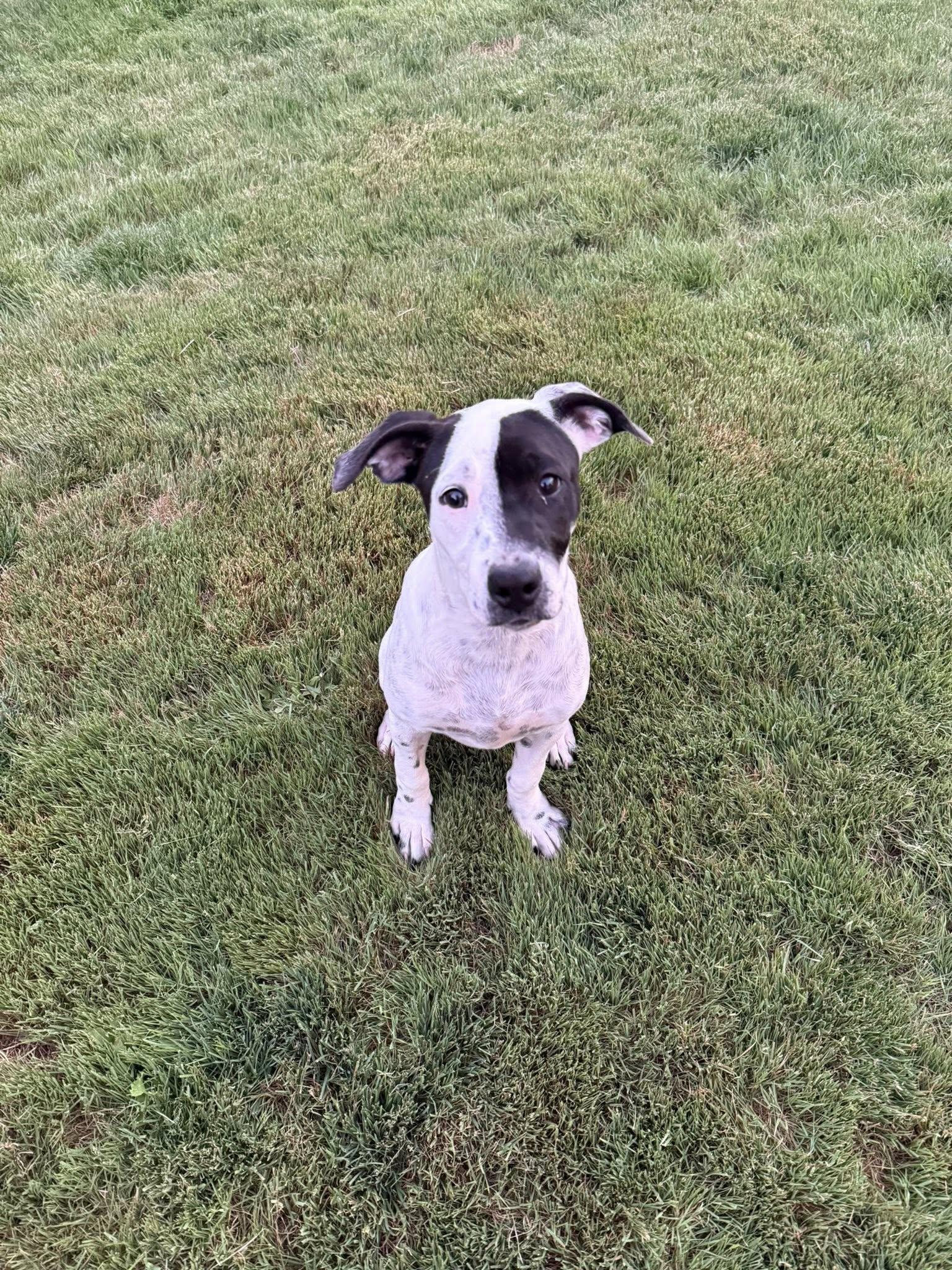 Nellie