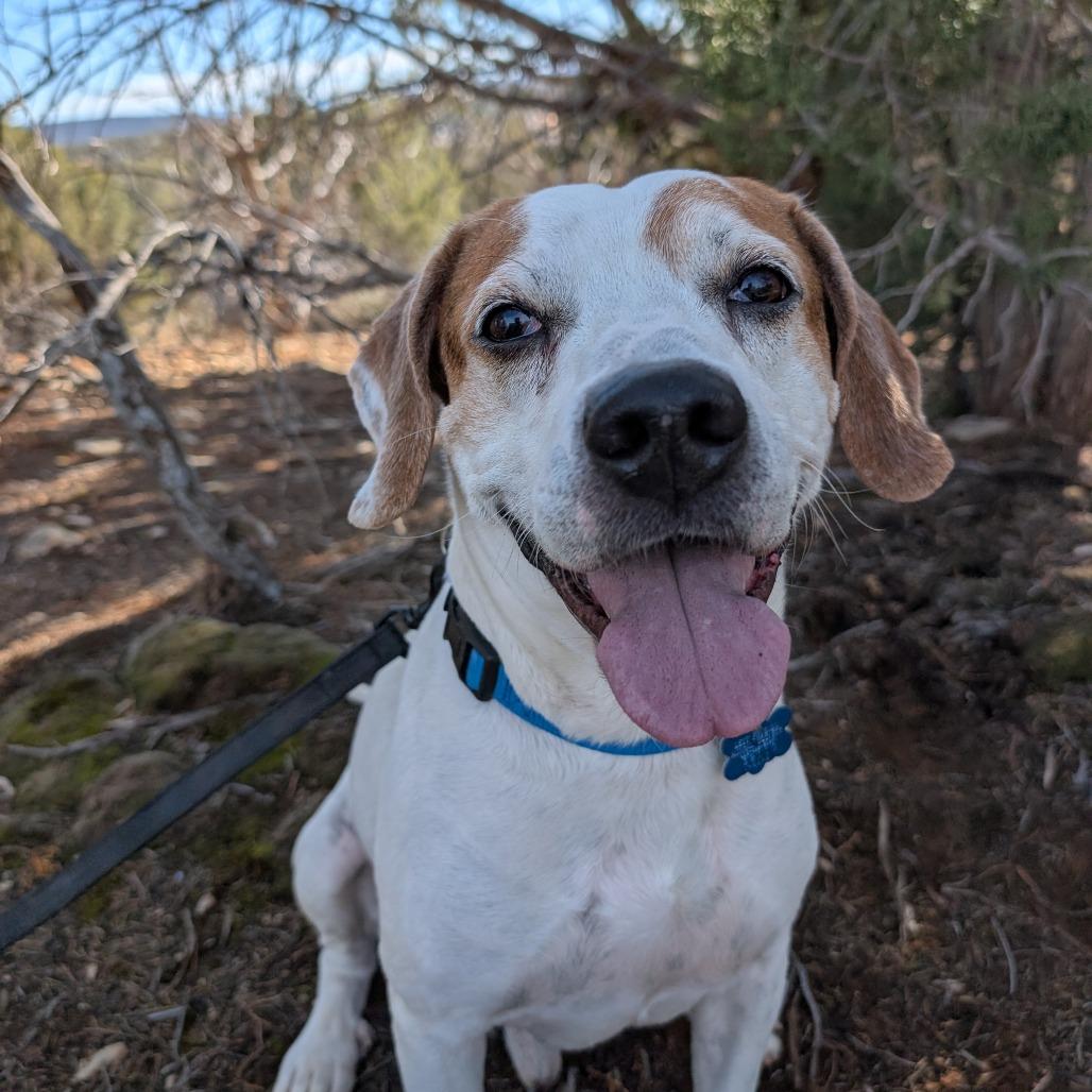 Sawyer — thumbnail 2