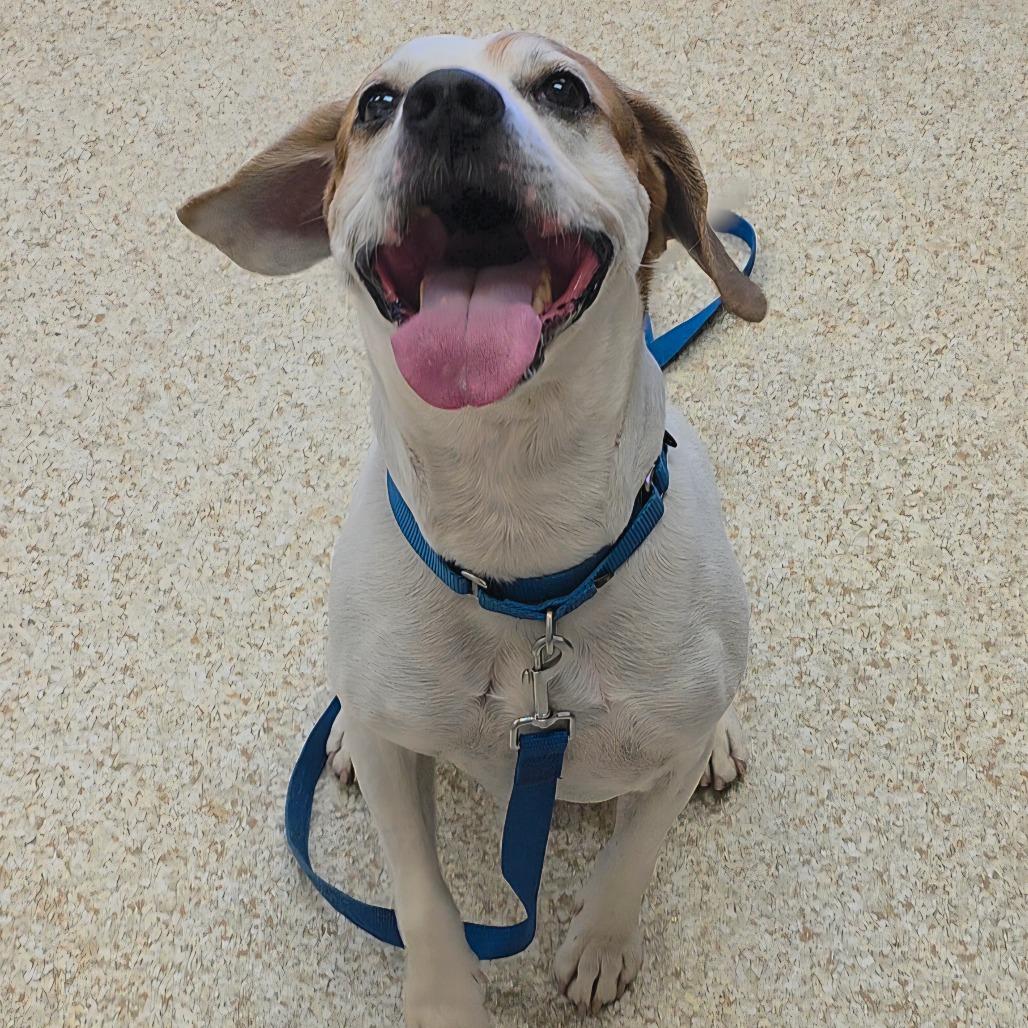 Sawyer — thumbnail 3