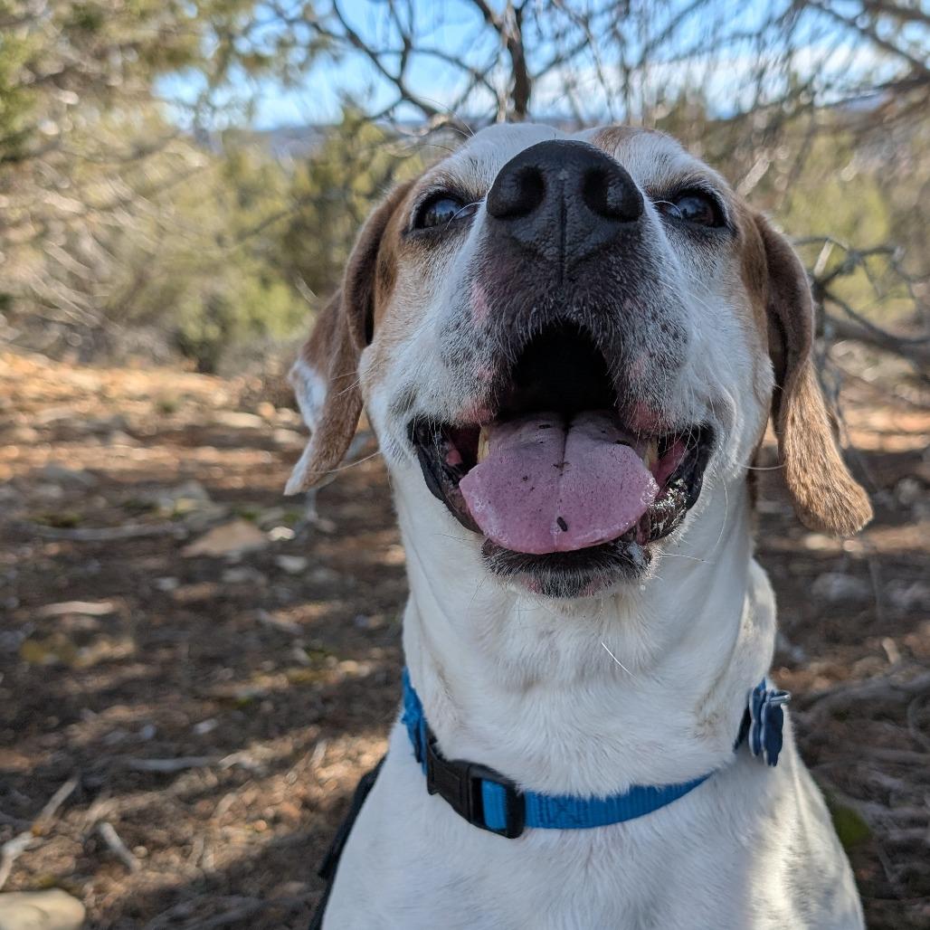 Sawyer — thumbnail 4