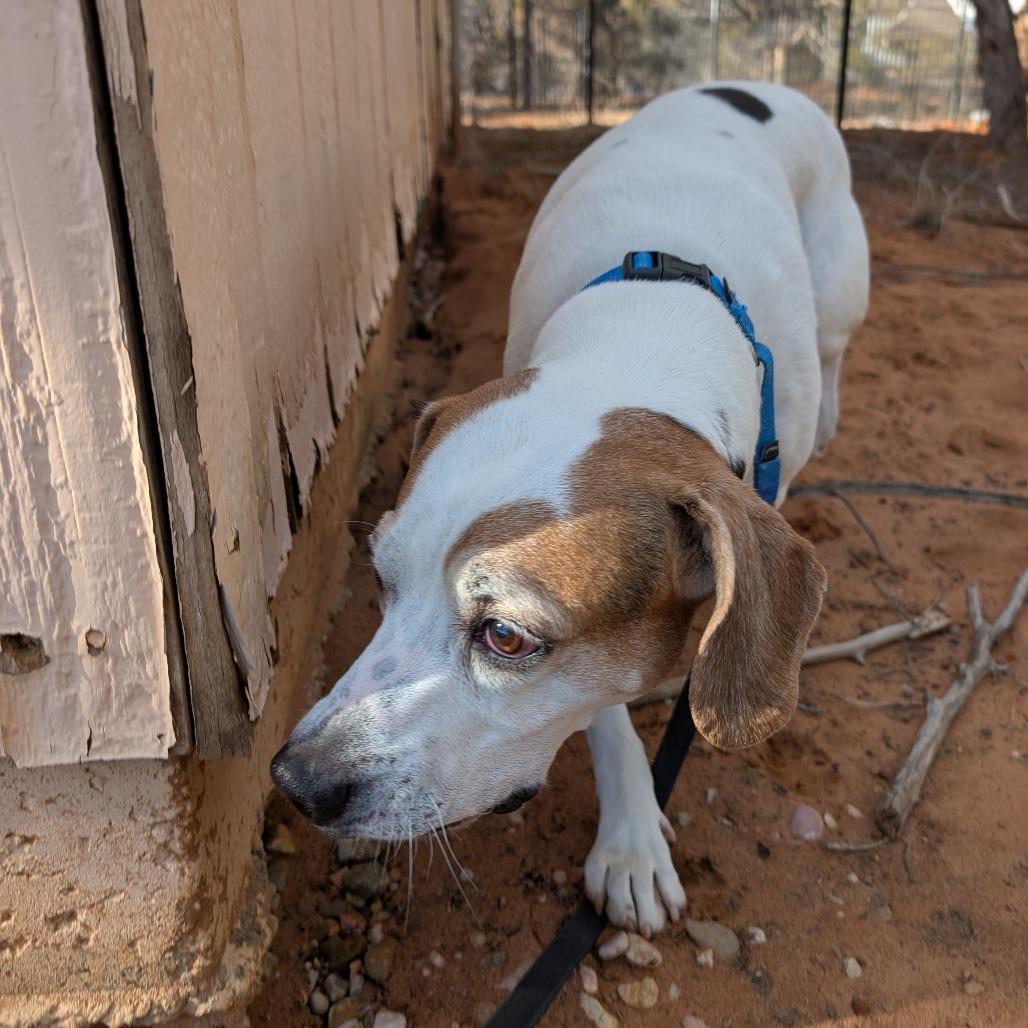 Sawyer — thumbnail 5