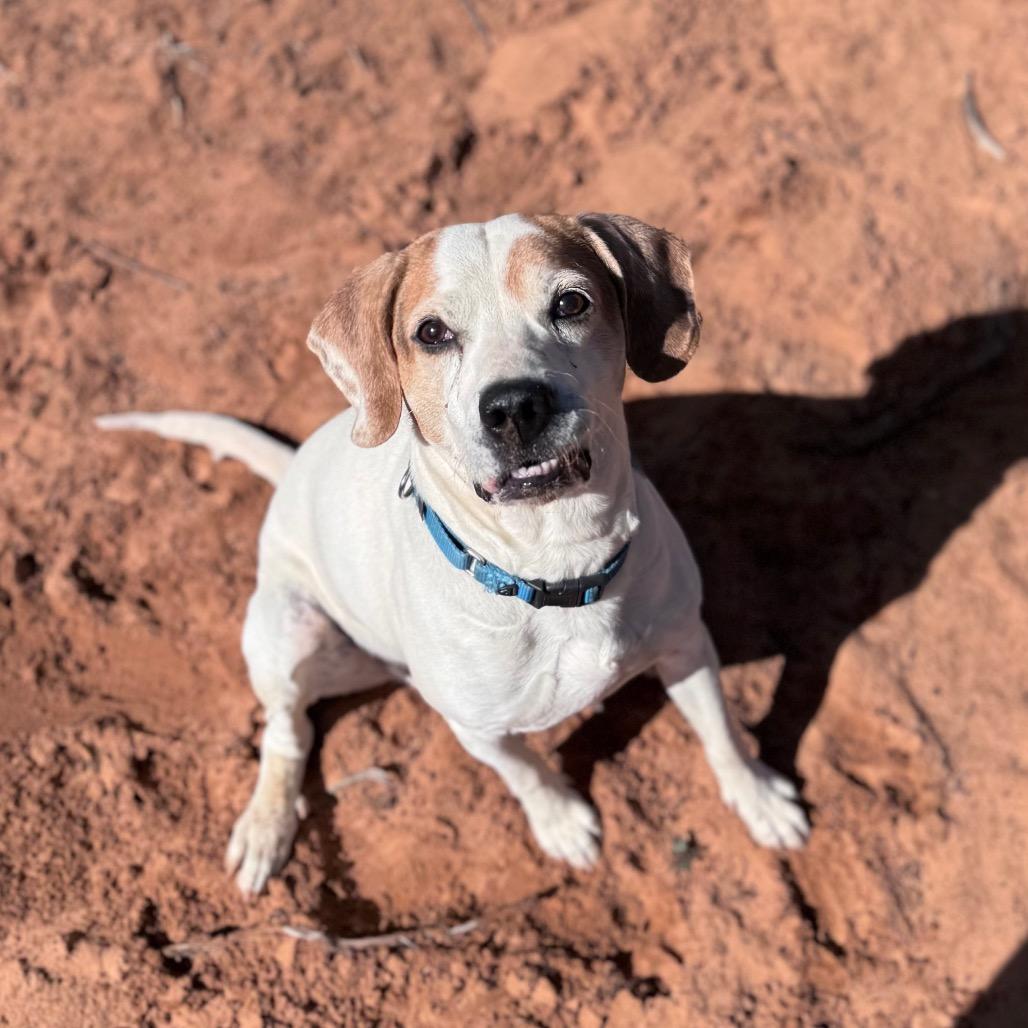 Sawyer — thumbnail 6