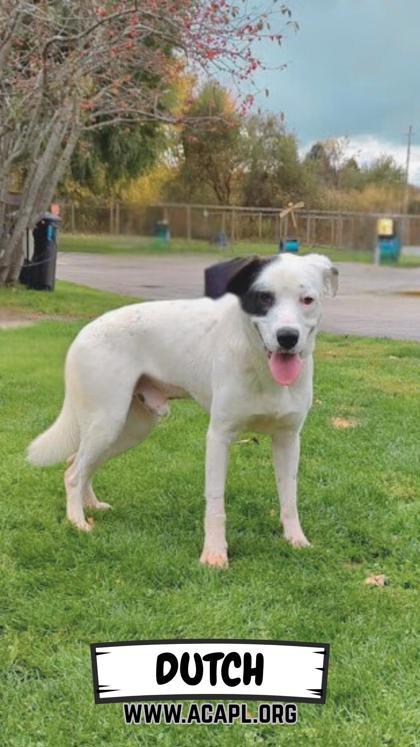 Enlarge Dutch, a Adoptable mixed breed in Ashtabula, OH image 1/3
