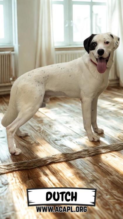 Enlarge Dutch, a Adoptable mixed breed in Ashtabula, OH image 2/3