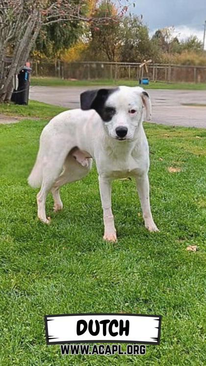 Enlarge Dutch, a Adoptable mixed breed in Ashtabula, OH image 2/2