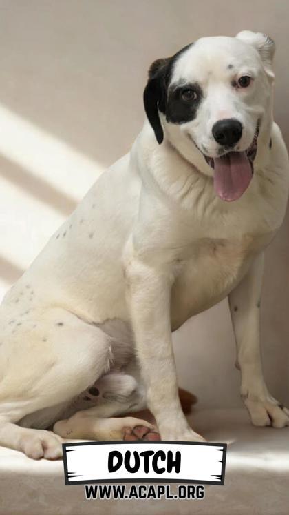 Enlarge Dutch, a Adoptable mixed breed in Ashtabula, OH image 3/3